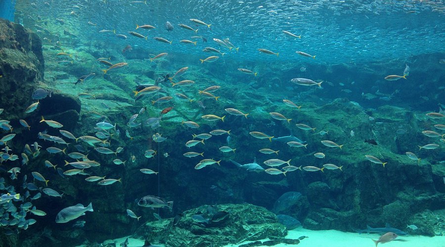 🐠 구주쿠시마 수족관(우미키라라) 이미지 1